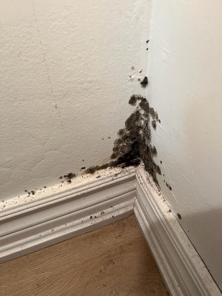 Mold and Mildew Prevention in Singapore Homes